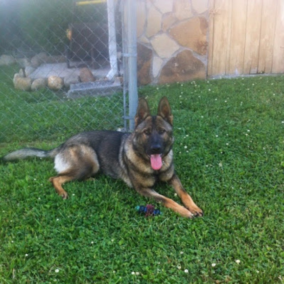 Meet your Posher, Chelsea - Picture 1 of 1